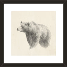 Load image into Gallery viewer, western bear study
