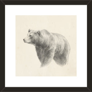 western bear study