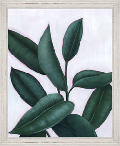 verdant ficus ii